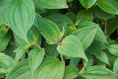 Miconia conospeciosa