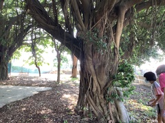 Ficus microcarpa microcarpa