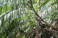 Bactris major