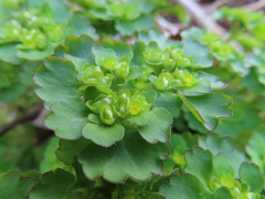 Chrysosplenium japonicum
