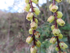 Stachyurus praecox