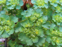 Chrysosplenium japonicum