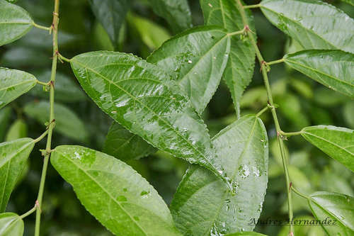 Acalypha diversifolia, photograph 3