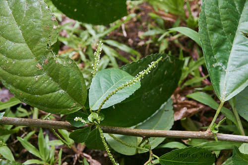 Acalypha diversifolia, photograph 4