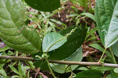 Acalypha diversifolia