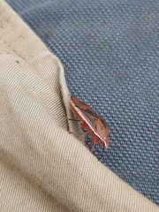 Coleotichus costatus