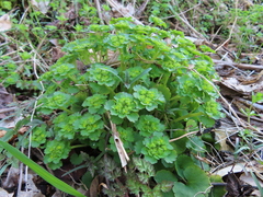 Chrysosplenium japonicum