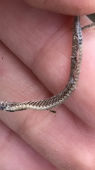 Diadophis punctatus modestus