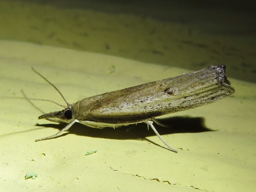 Changeable Grass-veneer