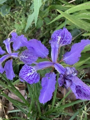 Iris tectorum