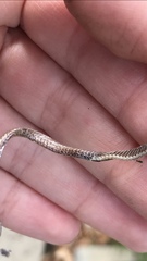 Diadophis punctatus modestus