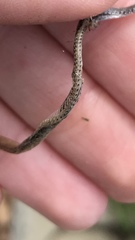 Diadophis punctatus modestus