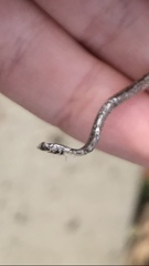 Diadophis punctatus modestus
