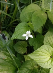 Viola macloskeyi