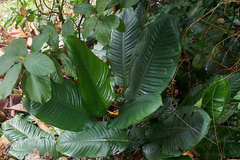 Dieffenbachia longispatha