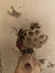 Mischocyttarus mexicanus