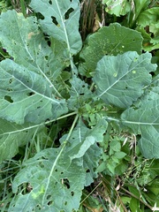 Brassica oleracea