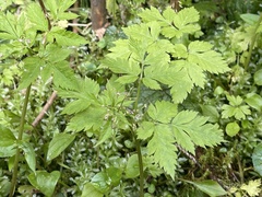 Osmorhiza purpurea
