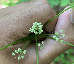 Ligusticum canadense