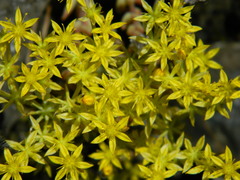 Sedum leibergii