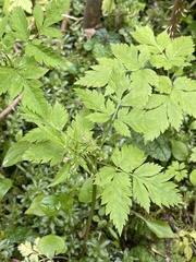 Osmorhiza purpurea