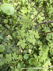 Osmorhiza purpurea