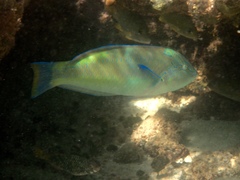 Halichoeres radiatus