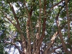 Ficus microcarpa microcarpa