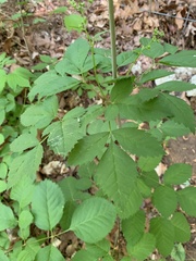 Ligusticum canadense