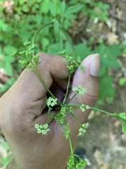 Ligusticum canadense