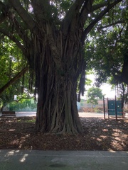 Ficus microcarpa microcarpa
