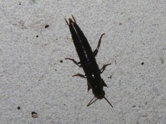 Quedius fuliginosus