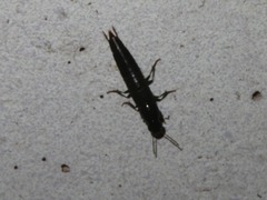 Quedius fuliginosus