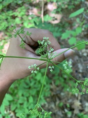 Ligusticum canadense