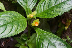 Chrysothemis friedrichsthaliana