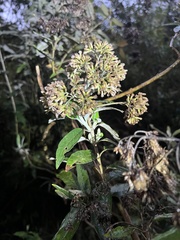 Ageratina asclepiadea
