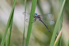 Brechmorhoga pertinax