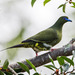 Yellow-vented Green-Pigeon - Photo (c) Lam Mowsum, some rights reserved (CC BY-NC), uploaded by Lam Mowsum