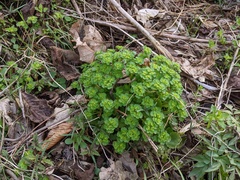Chrysosplenium japonicum