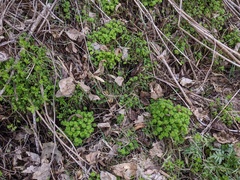 Chrysosplenium japonicum