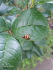 Dichelomorpha delauneyi