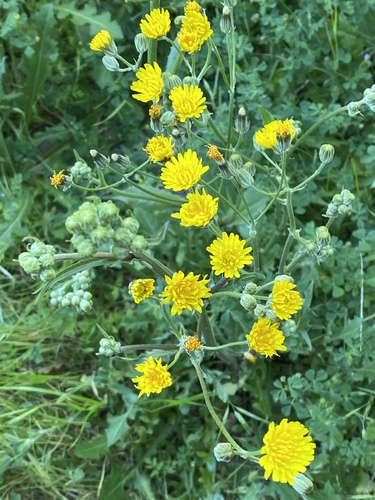 iNaturalist observation photo of Beaked Hawksbeard