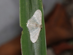 Lophophleps triangularis