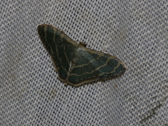 Lophophleps triangularis