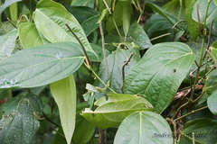 Piper aequale