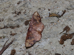 Metallaxis semipurpurascens