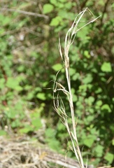 Barbarea stricta