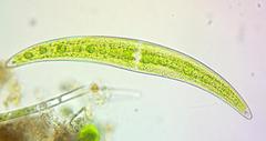 Closterium moniliferum