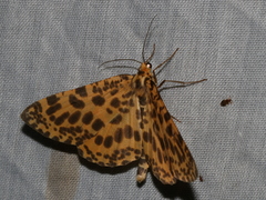 Epobeidia tigrata tigrata