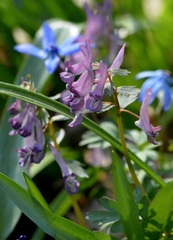 Corydalis solida